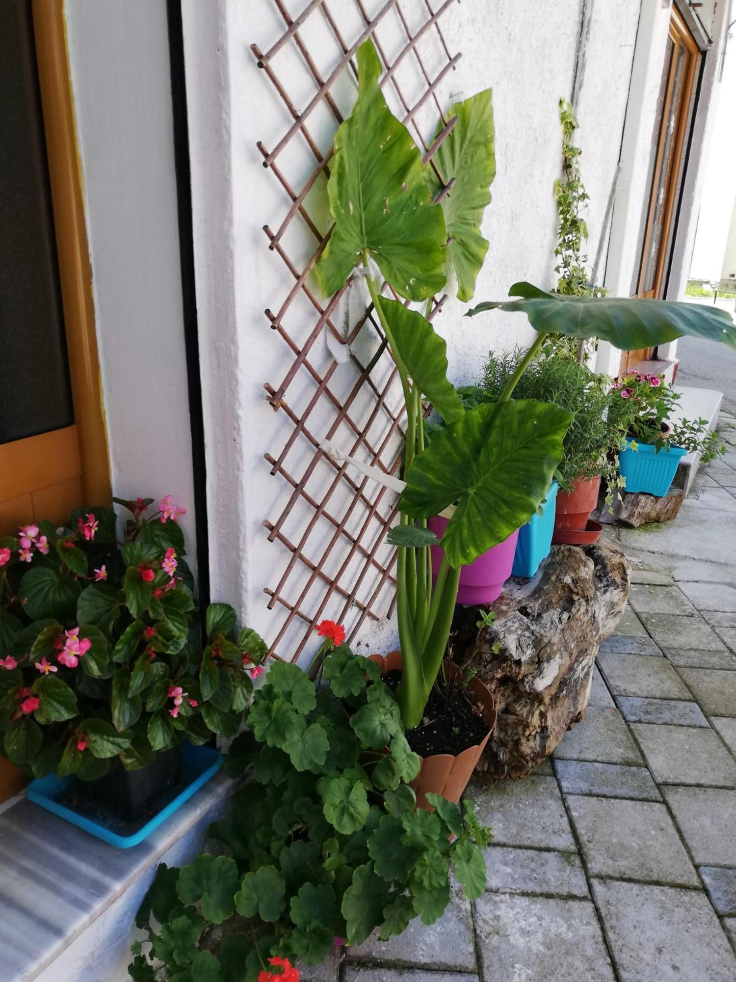 Casa Mia Hostel Vlorë Exterior foto